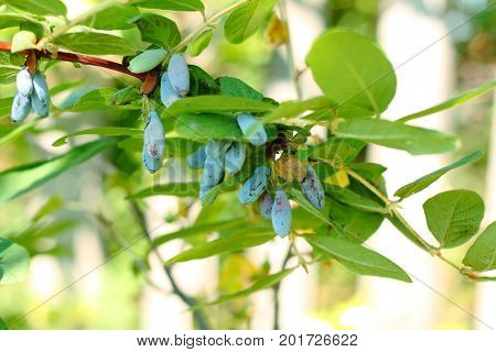 Honeysuckle with blue berries close-up