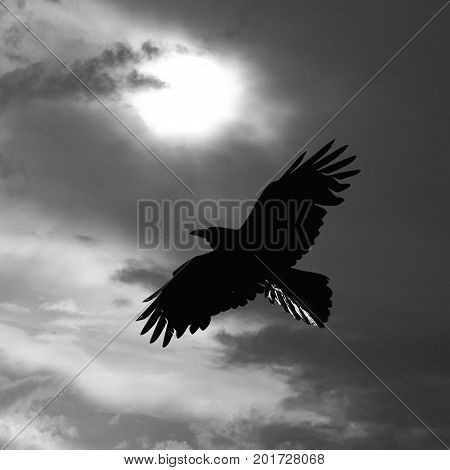 Black bird flying past full moon in black and white photo with spooky dramatic clouds.