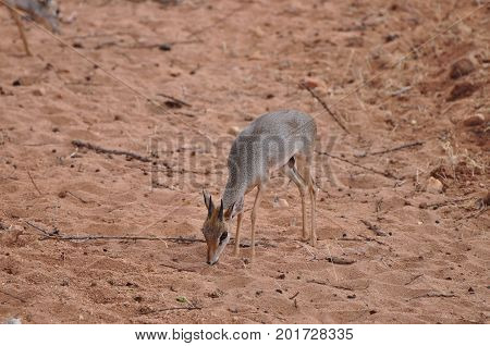 a single duiker carefully examining the surroundings