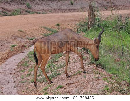 A topi crossing the street at an easy pace