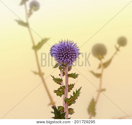 Globe Thistle Flowers Echinops Ritro Wild Plant