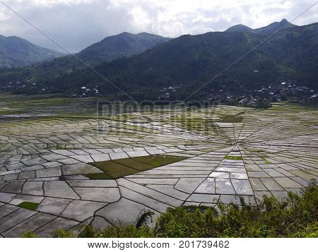View from above of unique Spider's Web Rice Fields on the Indonesian island of Flores with mountains in background. The shape is used traditionally to divide land fairly amongst families.