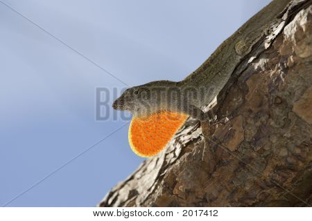 Küba kahverengi Anole keler