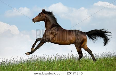 horse running 2