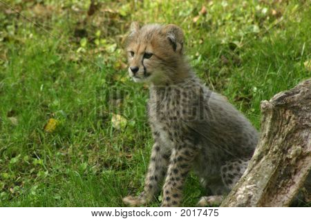 チーターの子供