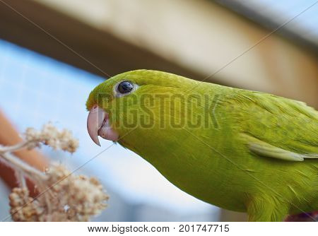 Portrait of a green Barred parakeet (Bolborhynchus lineola) Close up.