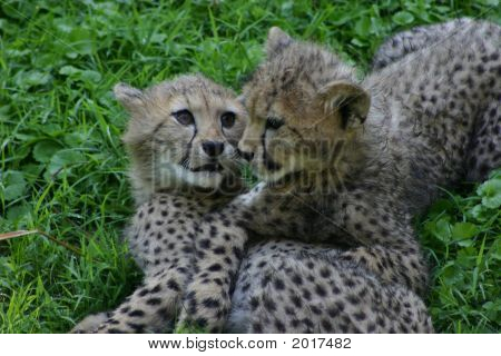 チーターの子