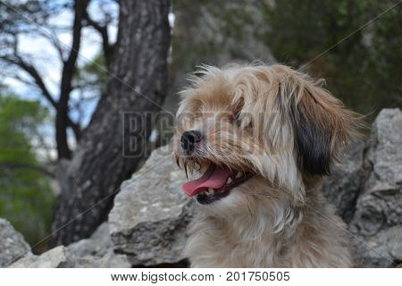 Yuka is a seven years old dog