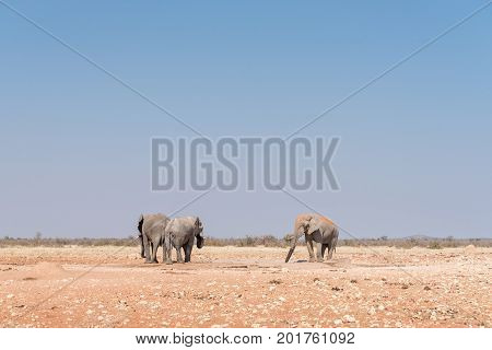 Three african elephants at the Rateldraf waterhole in North-Western Namibia