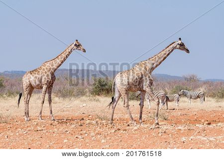 Two giraffes and three Burchells Zebras at the Rateldraf waterhole in North-Western Namibia.