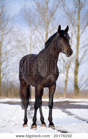 Pie de semental negro trakehner en nieve en invierno