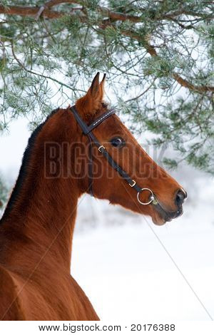 Castagno cavallo Akhal-Teke nel bosco in inverno