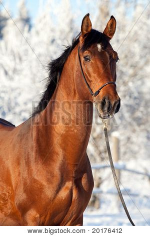 Bahía trakehner semental en invierno