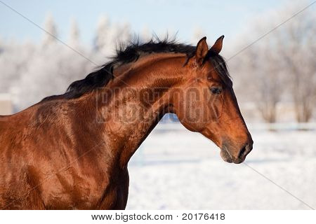 Bahía trakehner semental en invierno