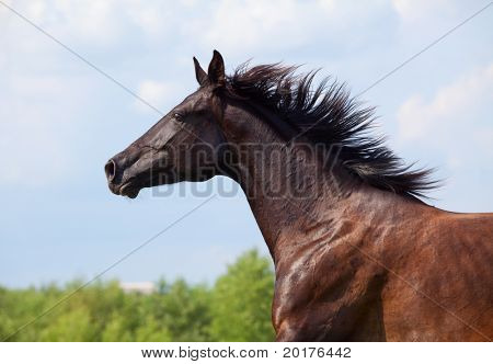 Mare trakehner negro galopando en madera en verano