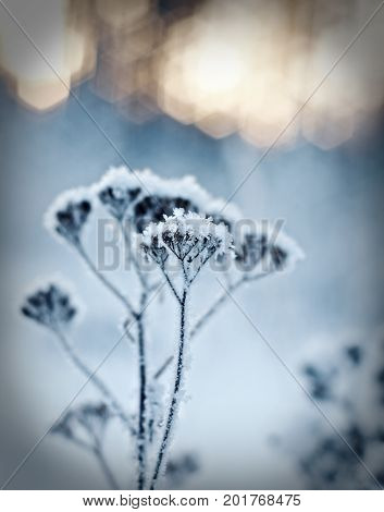 Winter landscape. Wintersnowflake  scene . Frozenned flower