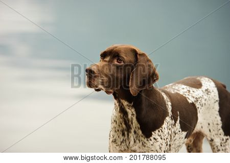 German Shorthair Pointer dog portrait against water