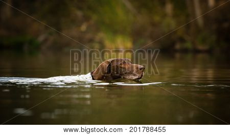 German Shorthaired Pointer dog swimming in nature