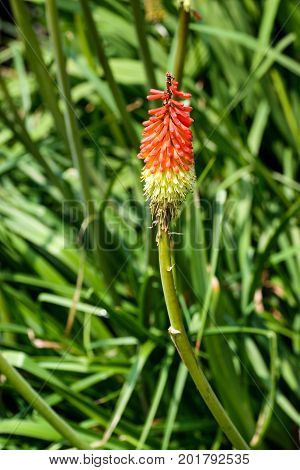 A single red hot poker flower with grass behind