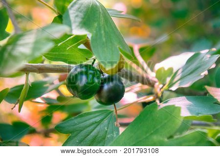 Wilding Black Currants (cassis)