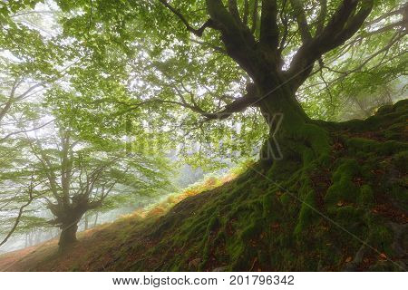 Tree roots in a misty forest in Spain