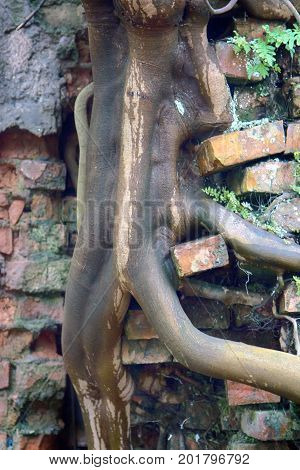 Tree Grew Out Of Brickwork
