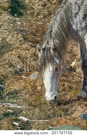 Asian Feral Horse.