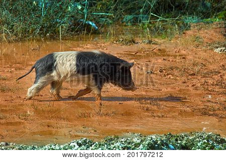 Pigs Are Free-living In The Caucasus