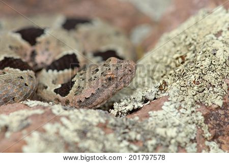 This small and colorful rattlesnake blends in almost perfectly with the lichen covered rocks in this New Mexico mountain range.