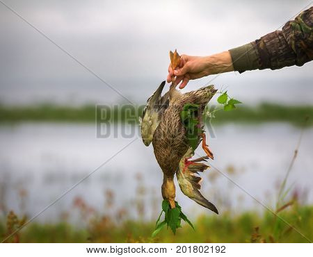 Methods Of Temporary Preservation Of Game Fowl