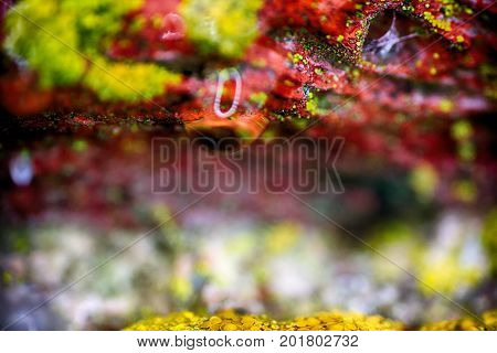 Background, Macro. Surface Of Stone, Lichens And Water Drops