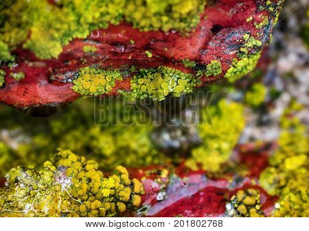 Background, Macro. Surface Of Stone, Lichens And Water Drops