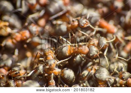 Ants Moving In Anthill Marco