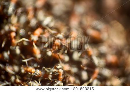 Ants Moving In Anthill Marco