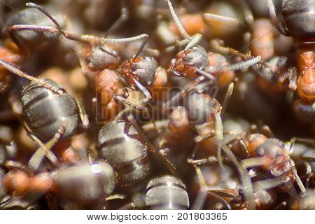 Ants Moving In Anthill Marco