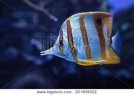 Copper-banded Butterflyfish, Chelmon Rostratus