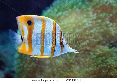 Copper-banded Butterflyfish, Chelmon Rostratus