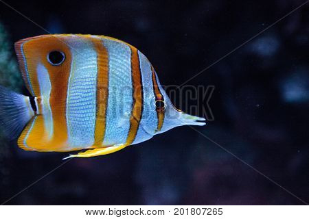 Copper-banded Butterflyfish, Chelmon Rostratus