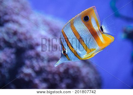 Copper-banded Butterflyfish, Chelmon Rostratus