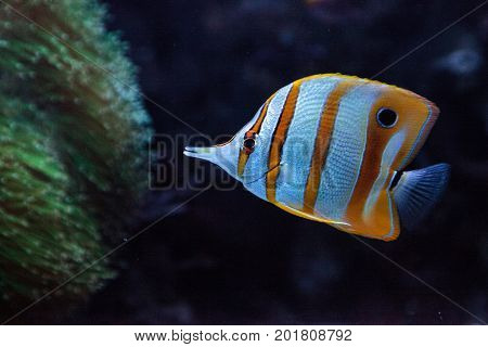 Copper-banded Butterflyfish, Chelmon Rostratus