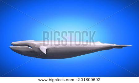 3D Rendering Of A Reflective Big Wahle On A Background