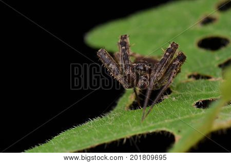 image of a Ghost spider (Neoscona Punctigera)