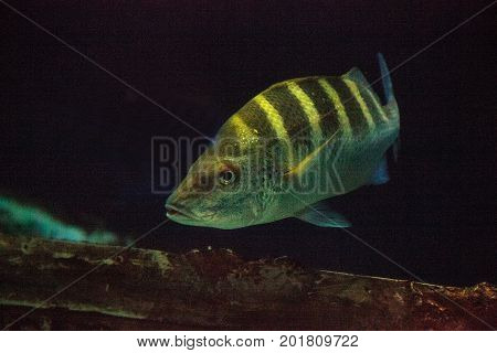 Graybar Grunt Fish Haemulon Sexfasciatum