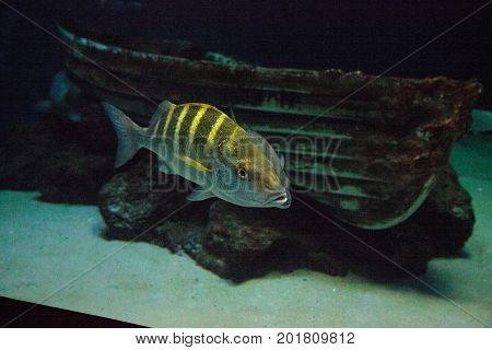 Graybar Grunt Fish Haemulon Sexfasciatum