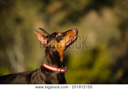 Doberman PInscher dog portrait against natural background