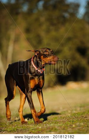 Red and tan Doberman PInscher dog walking in field