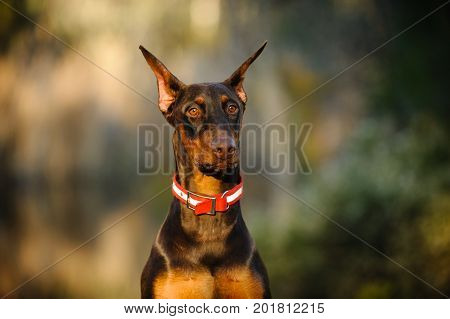 Red and tan Doberman PInscher dog portrait outdoors