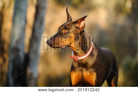 Red and tan Doberman PInscher dog portrait in trees
