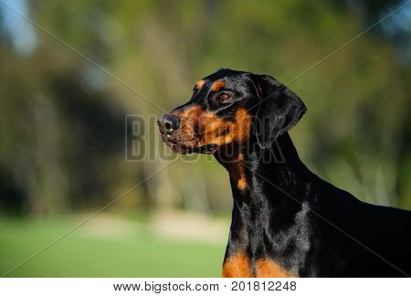 Doberman PInscher dog portrait with natural ears