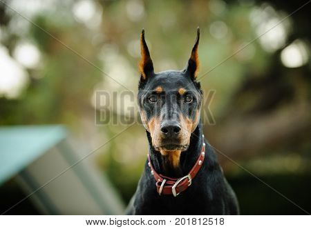 Black and tan Doberman PInscher dog portrait